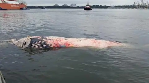 Zachodniopomorskie/ Około dziesięciometrowy martwy waleń w basenie portowym w Świnoujściu