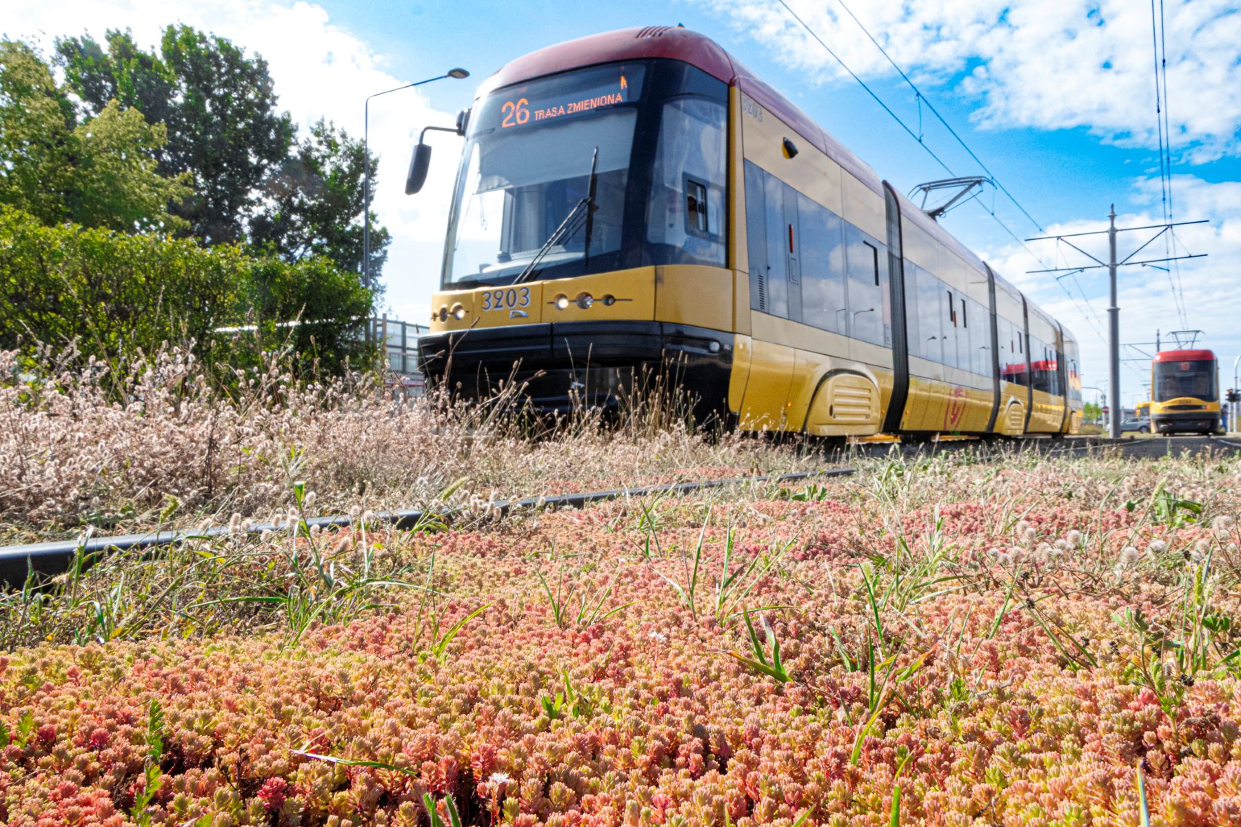 Infotram - 100 lat zielonych torowisk w Warszawie. Od trawy po rozchodnik