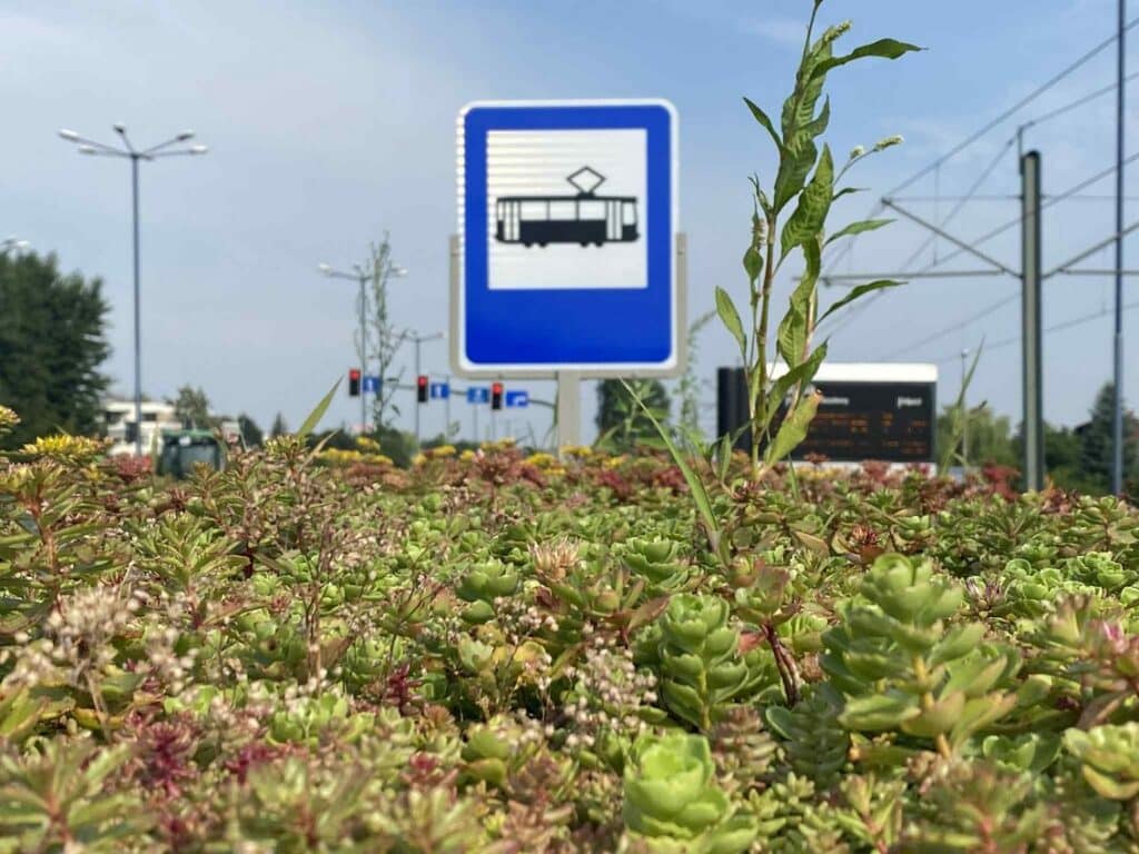 Wiemy, jak chłodzą zielony dachy na przystankach w Krakowie. Będzie ich więcej