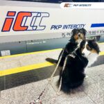 PKP Intercity: pociągami podróżuje coraz więcej psów i kotów