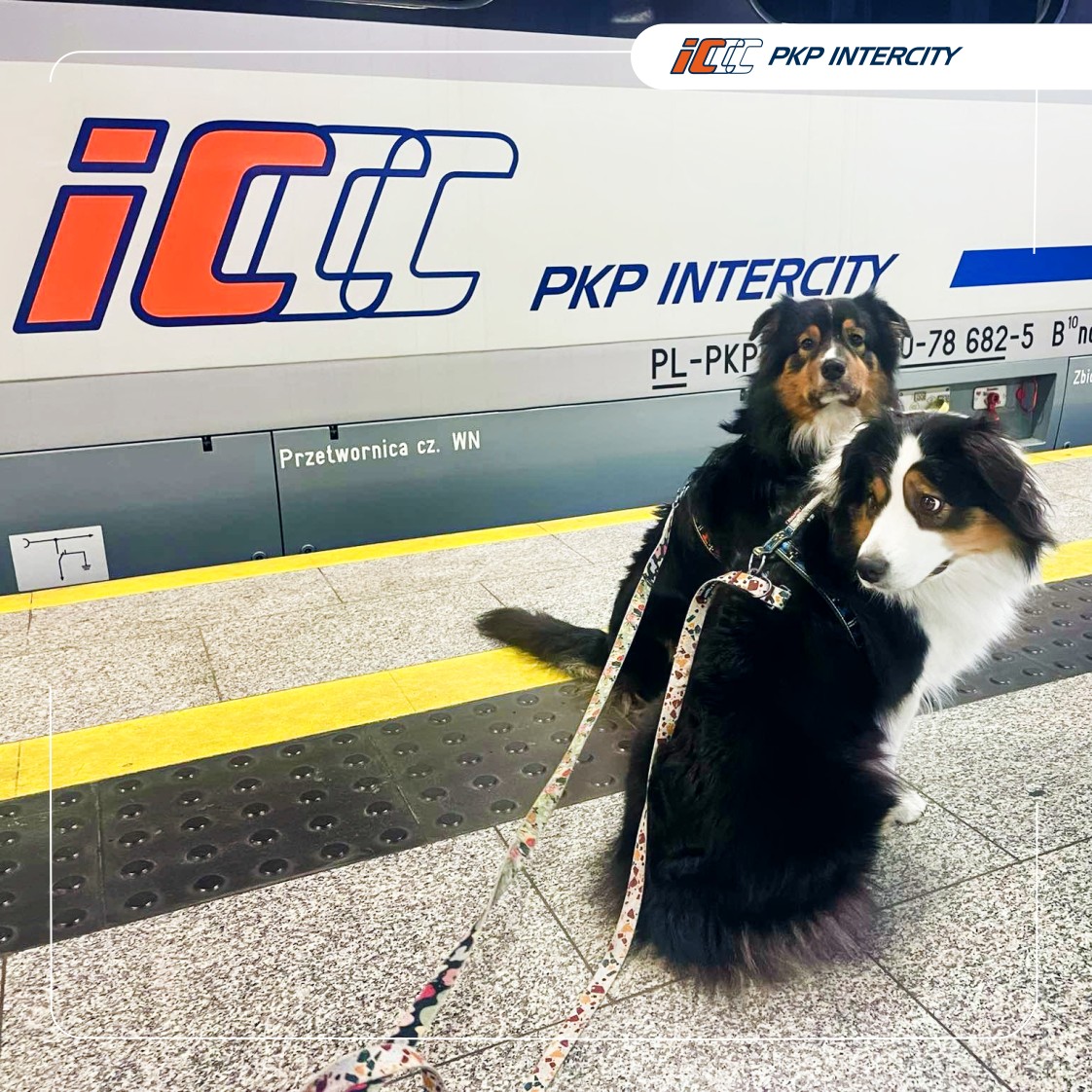 Infotrans - Zwierzęta w transporcie publicznym: pociągami podróżuje coraz więcej psów i kotów