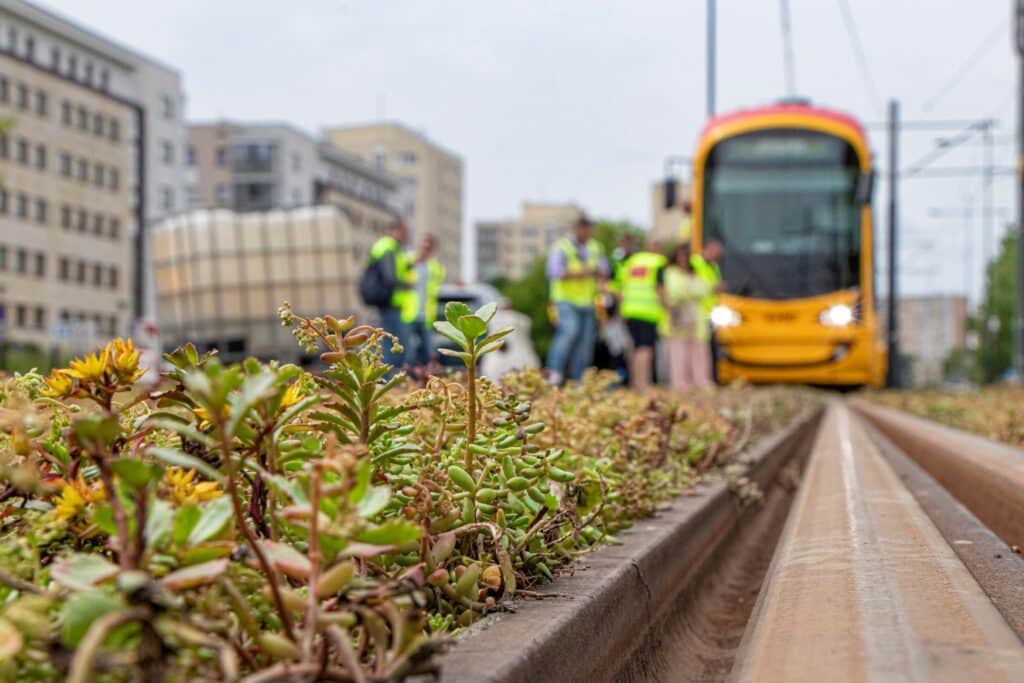 Zielone torowiska w Warszawie. Tramwaje wśród rozchodników i ziół