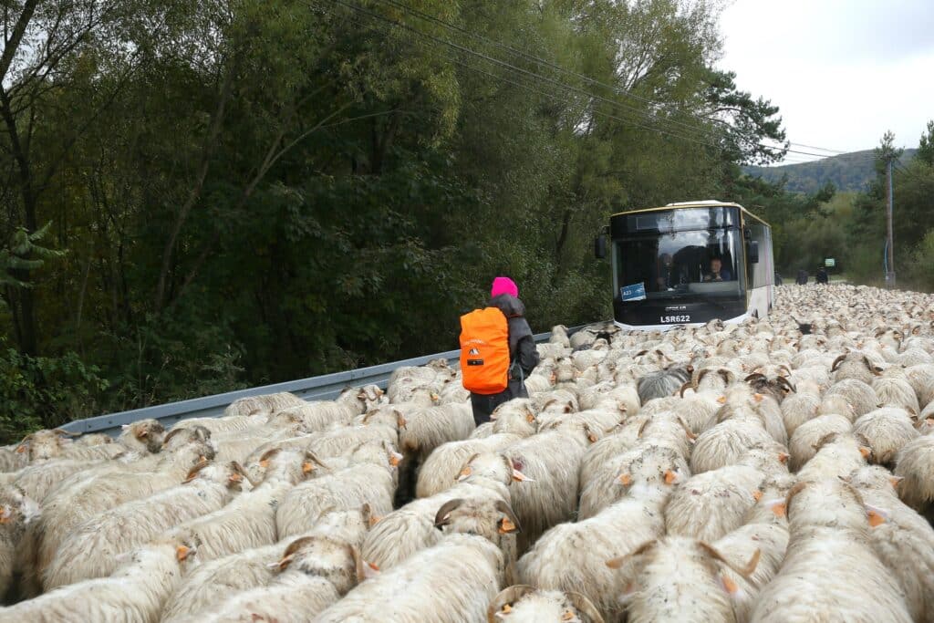 Małopolskie Linie Dowozowe z rekordową frekwencją w autobusach. Styczeń-sierpień