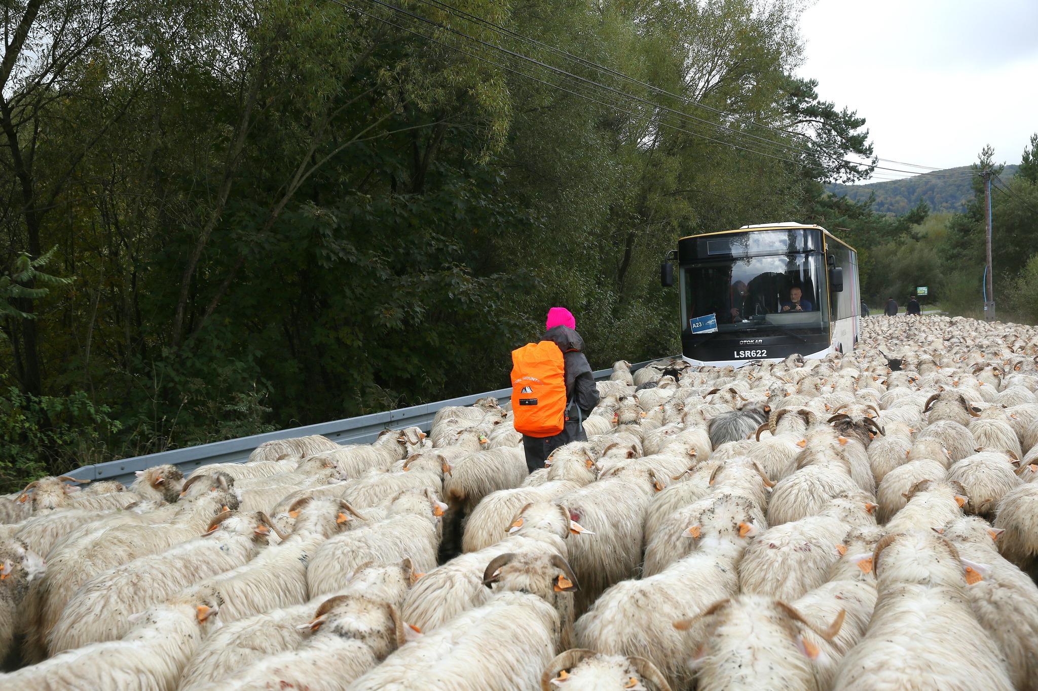 Infobus - Małopolskie Linie Dowozowe z rekordową frekwencją w autobusach. Styczeń-sierpień