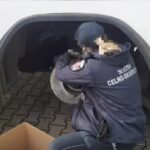 Papierosy w dachu i hamulcach. Coraz bardziej wyrafinowany przemyt w autobusach i busach