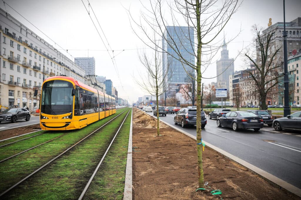 Warszawa sadzi drzewa. Przy torowiskach tramwajowych foto: UM Warszawa