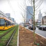 Warszawa sadzi drzewa przy torowiskach