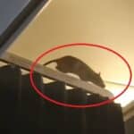 Powrót do listy 14.12.2025, 13:40 Oranjestad (Media/PAP) Aruba/ Ponad 250 pasażerów utknęło na Karaibach z powodu szczura na pokładzie samolotu linii KLM