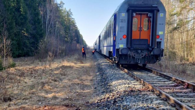 Inforail - Wypadek na Podlasiu. Pociąg „Żubr” zderzył się z … żubrami