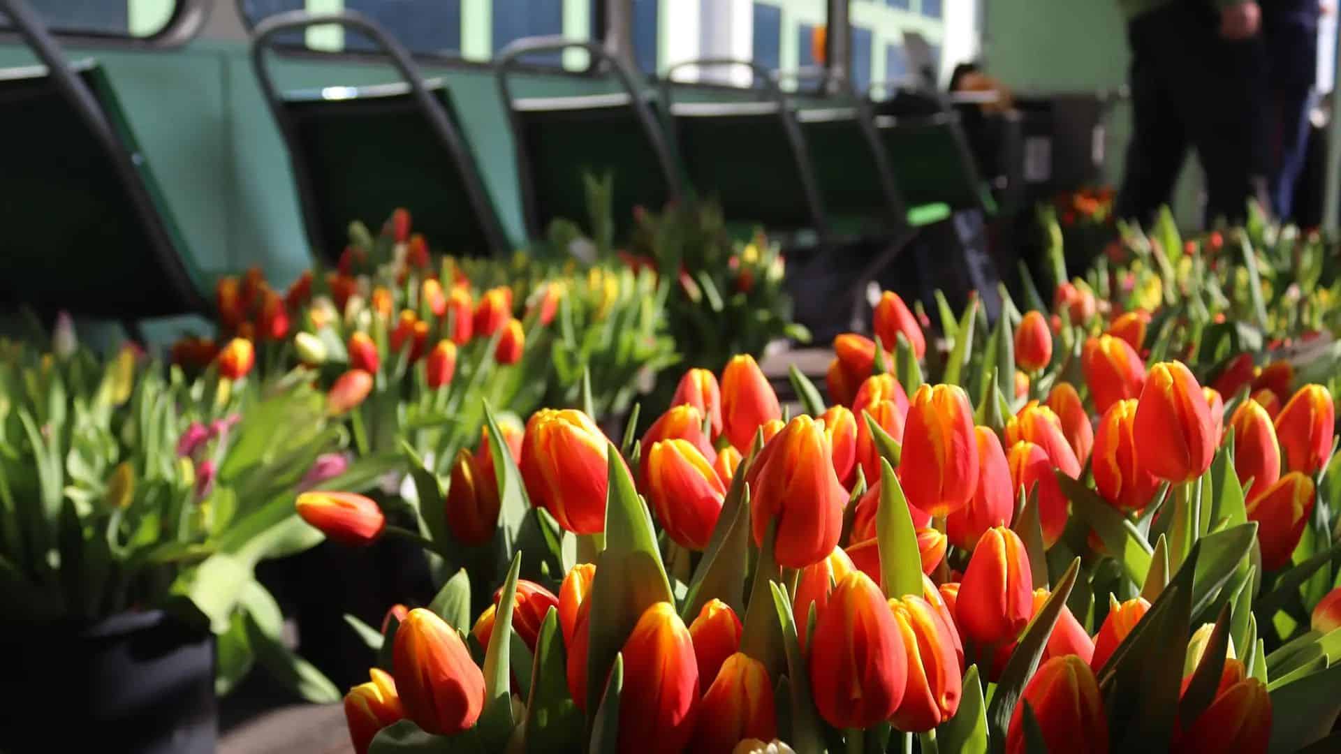 Infotram - Tulipany od MPK Poznań na Dzień Kobiet. Na torowiska wyjedzie historyczny tramwaj