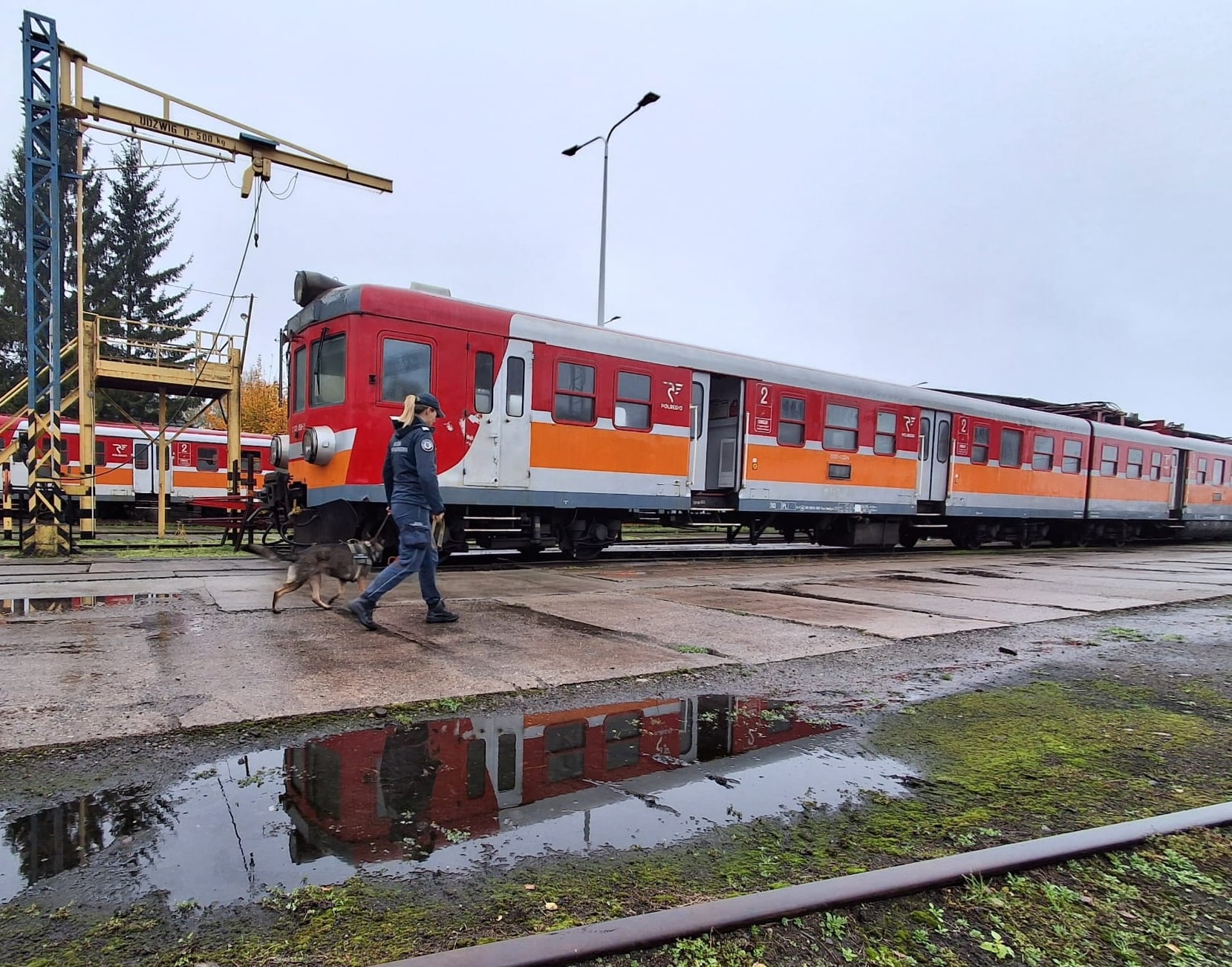 Inforail - Psy służbowe przeszukiwały pociągi POLREGIO. Specjalistyczne ćwiczenia w Iławie