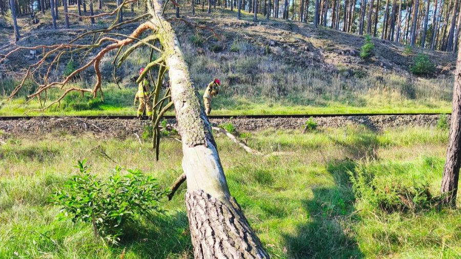 Inforail - Drzewo na torach przed pociągiem PKP Intercity. Maszynista zdążył zatrzymać skład